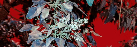 Diaspora Botanica – Plants, Migration & Constructed Belonging