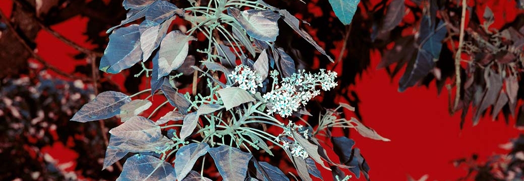 Diaspora Botanica – Plants, Migration & Constructed Belonging